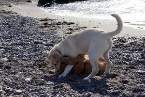 giovane cani cucciolo giocando su il spiaggia spaniel cocker e retriver foto