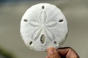 fiore mare riccio scheletro su un' sabbioso spiaggia di Messico foto