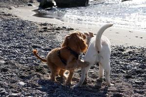 giovane cani cucciolo giocando su il spiaggia spaniel cocker e retriver foto