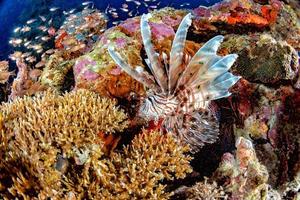 scorpione Leone pesce ritratto mentre immersione Indonesia foto