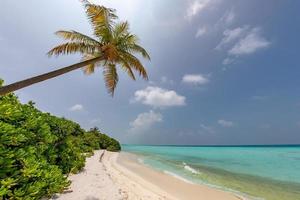 Noce di cocco albero su tropicale Paradiso cristallo acqua spiaggia foto