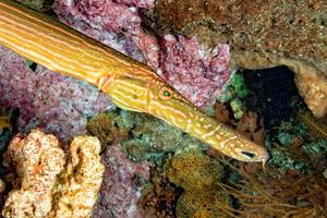 tromba sciabola pesce ritratto nel Indonesia bali foto