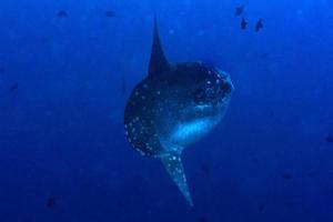 sunfish mola mola pesce subacqueo ritratto vicino su foto