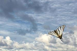 ingoiare coda farfalla macaone vicino su ritratto foto