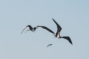 fregata uccello mentre combattente per un' pesce catturare foto