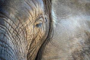 elefante occhio vicino su nel kruger parco Sud Africa foto