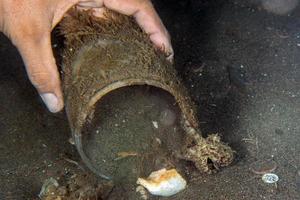 Noce di cocco polpo subacqueo ritratto nascondiglio nel sabbia foto
