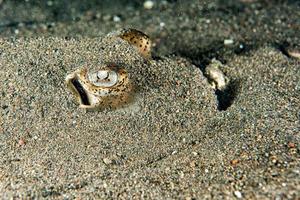 pastinaca Stingray pesce occhio dettaglio vicino su foto