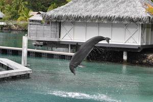 Comune delfino salto al di fuori polinesia bungalow foto