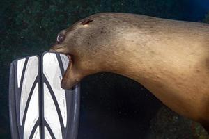 cucciolo mare Leone subacqueo giocando con autorespiratore tuffatore pinna foto