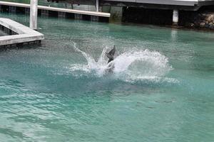 Comune delfino salto al di fuori polinesia bungalow foto