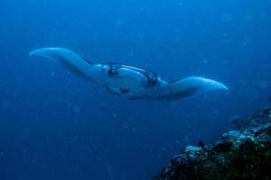 nusa penida bali manta raggio vicino su ritratto foto