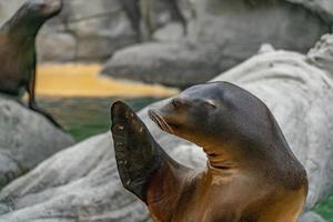 sudamericano mare Leone maschio ritratto foto