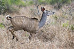 maggiore kudu africano antilope in esecuzione nel kruger parco foto