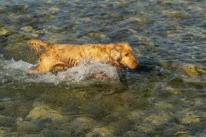 contento cucciolo cane cocker spaniel nel il fiume foto