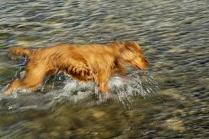 contento cucciolo cane cocker spaniel nel il fiume foto