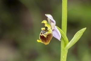 ophrys holosericea ophrys esaltato tirreno orchidea selvaggio fiore foto