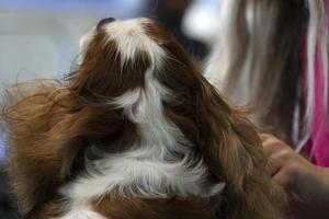 chevalier re cane vicino su essere pettinato foto