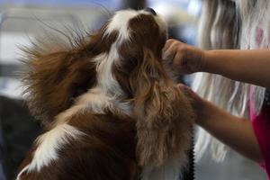 chevalier re cane vicino su essere pettinato foto