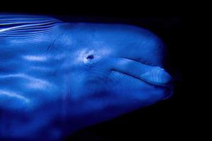 beluga acquario vicino su dettaglio foto