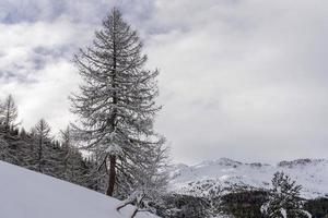 neve escursioni a piedi foresta panorama paesaggio montagne di Santa caterina valfurva italiano Alpi nel inverno foto