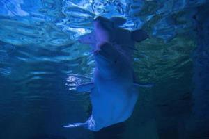 beluga acquario vicino su dettaglio foto
