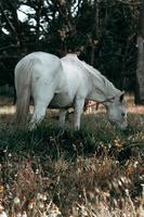 splendido cavallo bianco che mangia erba foto