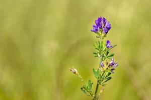 poligala viola fiore foto