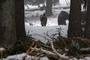 bisonte bufalo nel il neve foto