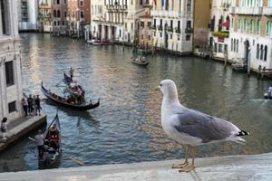 gabbiano prospiciente a partire dal rialto ponte nel Venezia foto