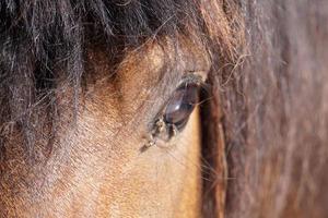 molti mosche volare su cavallo occhio foto