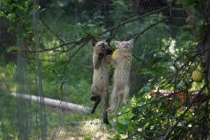 gatto neonato gattino arrampicata su metallico netto foto