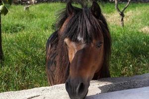 lungo capelli giovane pony cavallo ritratto foto