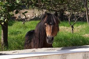 lungo capelli giovane pony cavallo ritratto foto