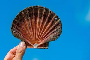 mano con un' conchiglia nel il cielo foto