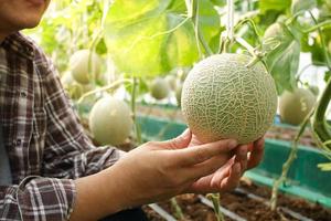 asiatico maschio agricoltori crescere meloni nel grande serre. utilizzando moderno tecnologia esso è un' non tossico pianta in crescita. moderno agricoltura concetto, inteligente azienda agricola foto