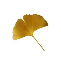 giallo fresco ginkgo foglia isolato, medicinale biologico pianta avvicinamento, ritaglio sentiero ritagliare oggetto, eco-friendly ambiente concetto foto