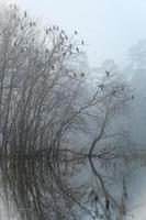 un' volo di cormorani Guarda su su un' paesaggio avvolto nel pesante nebbia su un' inverno mattina. foto