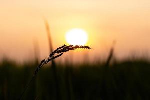 fiori di erba e arancia colore di tramonto foto