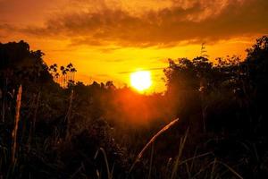 tramonto al di sopra di bosco con alberi e erba foto