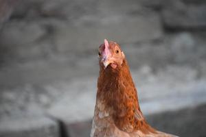 HD indiano gallina viso Immagine foto