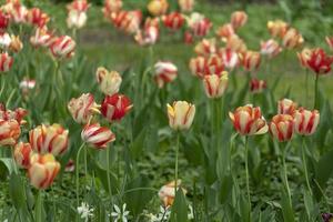 tulipano fiorire nel Baltimora sherwood giardini foto