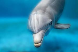 delfino sorridente occhio vicino su ritratto foto