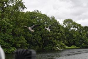 canadese Oca volante su Tamigi fiume foto