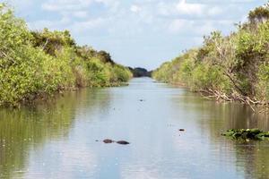 Florida alligatore nel Everglades vicino su ritratto foto