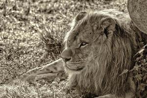 maschio Leone occhi vicino su nel nero di seppia foto