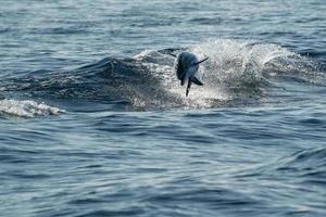 contento giovane a strisce delfini mentre salto nel il in profondità blu mare foto