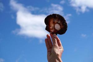 mano con un' conchiglia nel il cielo foto