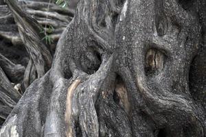 300 anno vecchio oliva albero nel san Francisco javier vigge biaundo missione loreto foto