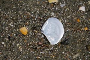 molti diverso conchiglie su il spiaggia foto